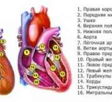 Kombinirana (dvuklapannye in trije ventili), bolezni srca, mitralno in aortne napak