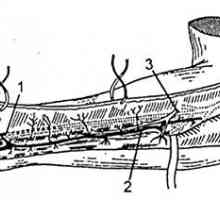Kompleksi podlakti tkivo. Zapisi iz zadnje strani interosseous arterije