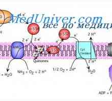 ATP sintezo s cepitvijo glukoze. Sproščanje energije iz glikogena