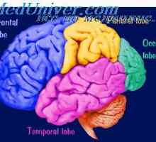 Možganski skorji. Fiziološka anatomija možganske skorje