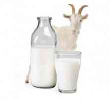 Zdravljenje gastritis z kozjega mleka