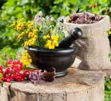 Zdravljenje gastritis zeliščni zdravilo rastlinskega izvora