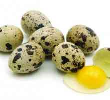 Zdravljenje gastritis surovo prepelice jajca