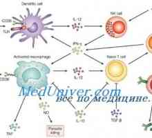 Likopid kot imunomodulatorji. Mehanizmi imunskega stimulacijske licopid