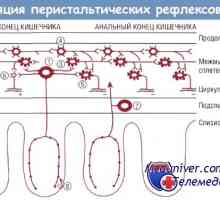 Enterično živčni sistem. Intermuscular in Submukozno pleksus