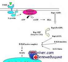 Mehanizem delovanja gonadotropina receptorjev. izločanju receptorji