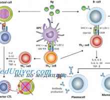 Mehanizmi primarni imunski odziv pri plodu
