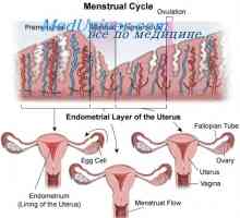 Ovulacije cikla. Adolescence dekleta in začetek menstruacije