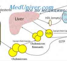 Vloga holesterola v telesu. Plastične funkcije fosfolipidov in holesterola