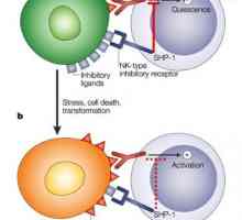 Mikro okolju limfnih organov. Vrednost za mikrookolja limfnih celic
