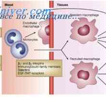 Mullerian izločanja kanal. Razvoj moškega vzorca fetalni