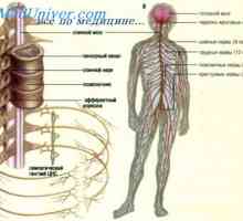 Motor del živčnega sistema. Integrativno delovanje živčnega sistema