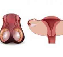 Oseba moški spolni žlezi: funkcije, struktura