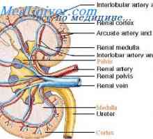 Krmiljenje filtracijo v glomerulov. Spremljanje pretok krvi skozi ledvice
