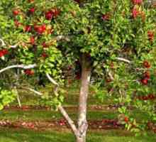 Zbiranje in distribucija organske snovi v jabolko