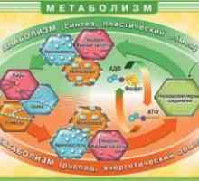 Motenj metabolizma maščobnih kislin in glicerola