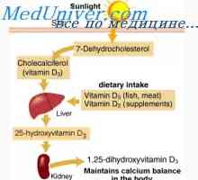 Izmenjava vitamina d. Presnova holecalciferola