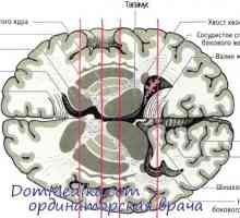 Živčni prenašalci so bazalni gangliji. Parkinsonova bolezen