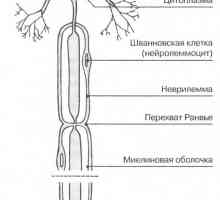 Živčnih celicah nevronov