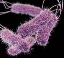 Okužbe Netifoidnye s salmonelo povzroča