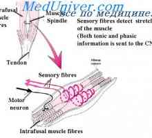 Reakcijsko primarnega koncu vretena mišic. Reflex napetost mišic