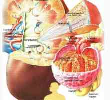 Antidiuretičnega hormona in njegove funkcije. Atrijski natriuretični peptid
