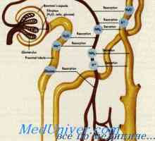 Tegmental membrana je organ Corti. Oživčenje notranjega ušesa