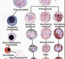 Tvorba eritrocite. Tvorba rdečih krvnih celic