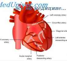 Ureditev koronarnega pretoka krvi. Živčno uravnavanje srčnega krvotoka