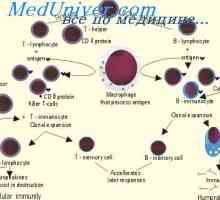 Tvorba T celic v timusu. Premikanje v limfocitih priželjca prednikih