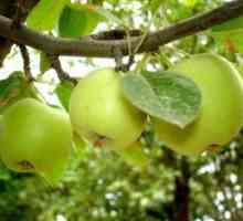 Obrezovanje in oblikovanje jabolčni slaboroslyh