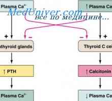 Hormonsko uravnavanje koncentracije kalcijevih ionov. hipoparatiroidizem