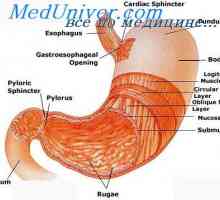 Praznjenje želodca. Ureditev praznjenja želodca in dejavniki, ki vplivajo