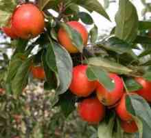 Vrednotenje slaboroslyh jabolko trgatev