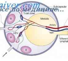 Omejevanje sintezo protiteles. Izčrpanje proliferacije protitelo celic (KLA)