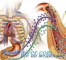 Dihala, prebavni sistem pri sladkorni bolezni. diabetes hemokromatoza