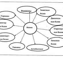 Glavne kemijske sestavine živih organizmov. različni dejavniki