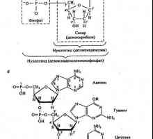 Glavne kemijske sestavine živih organizmov. lipidi