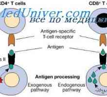 Značilnosti sodelovanja imunske celice. Humoralni dejavnik protitelo