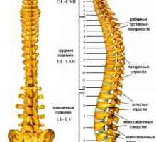 Strukturne značilnosti posameznih delov hrbtenice
