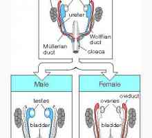Mesonephros odnos do žilnega sistema zarodka. Fetalnih ledvičnih tubulov