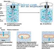 Obseg in osmolarnost telesnih tekočin v patologiji. Učinki infuzije natrijevega klorida