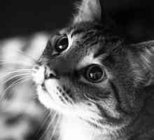 Pankreatitis pri mačkah in mačka (mucka), povzroči vnetje trebušne slinavke