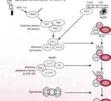 Patogeneza način NFkB / rel kot odziv na bakterije intestinalnega epitelija