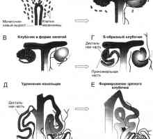 Patologija ledvic pri odraslih z rastjo intrauterini retardacije (ZZR)