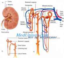 Membranska cochlea. Bazilarnih membrana polžu