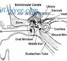 Razvoj srednjega ušesa. Zaznamek zunanje uho
