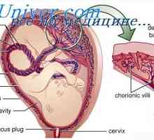 Razvoj organov fetusa. Faze razvoja organov embrionalnih