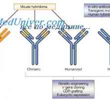 Sprememba protitelesa po reakciji z antigenom. dopolnjujejo centri