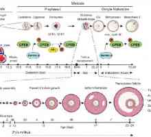Polariteta jajčnih celic. citoplazme reorganizacija